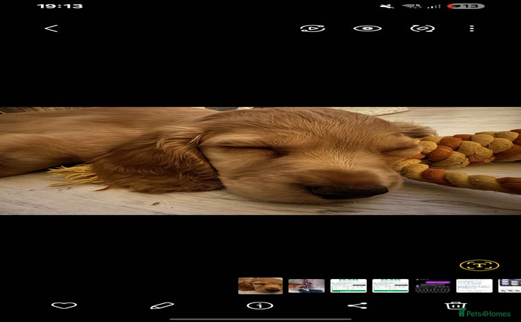 Cocker Spaniel dogs - Advert 1