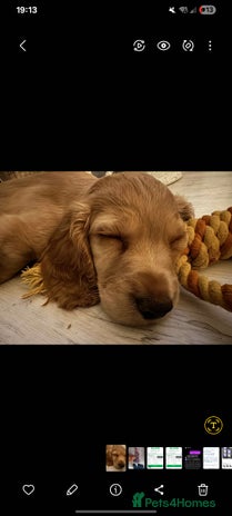 Cocker Spaniel dogs - Advert 3