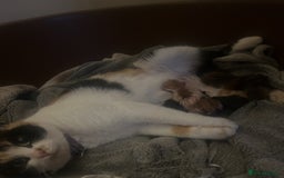 Domestic Shorthair cats for sale: Lovely Litter of Kittens - Image 7