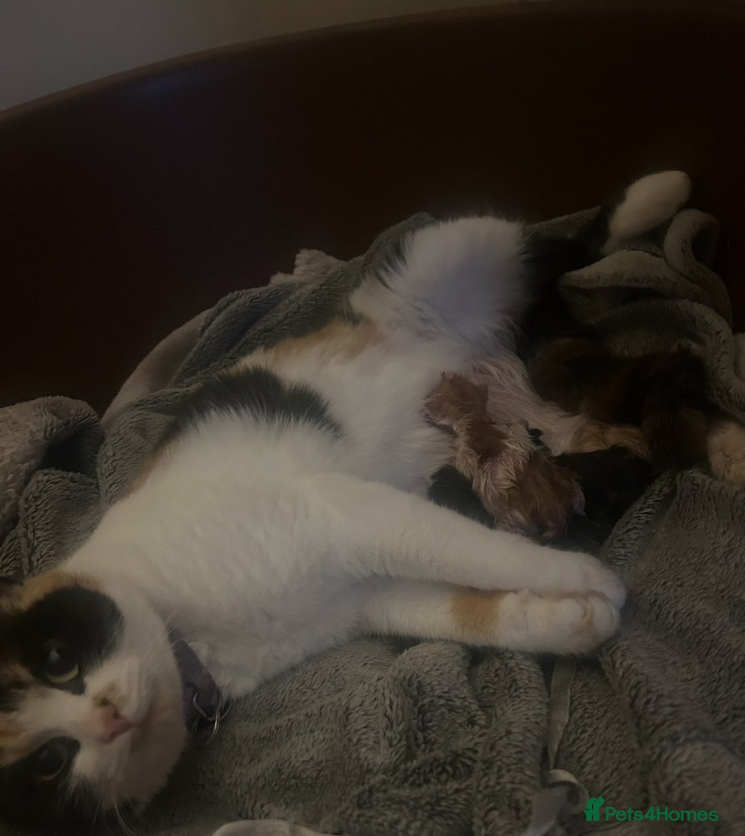 Domestic Shorthair cats for sale: Lovely Litter of Kittens - Image 7