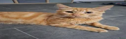 Mixed Breed cats for sale: Ginger Boy 6 months  - Advert 4