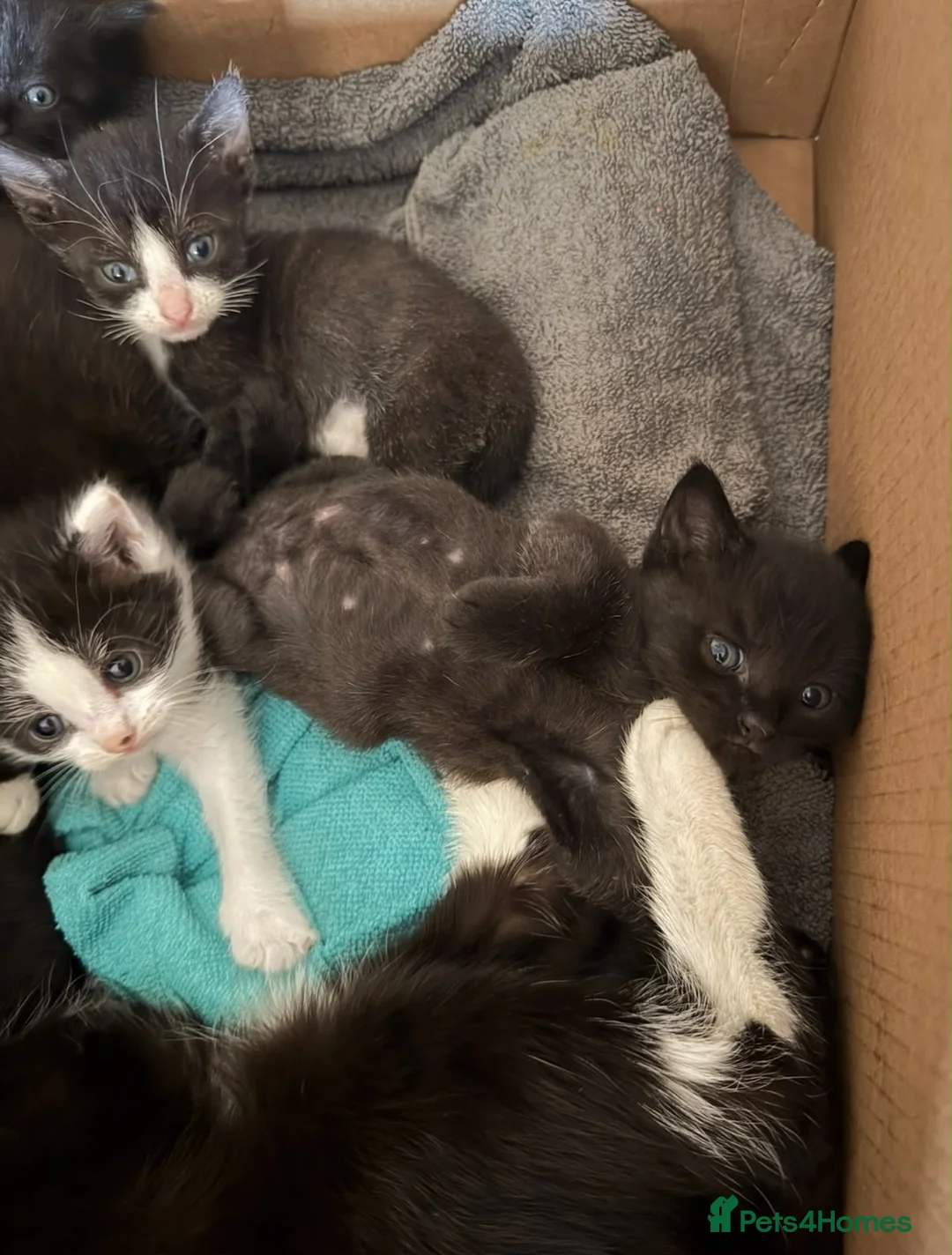 Mixed Breed cats for sale: Cute Little Cats £20 - Advert 3