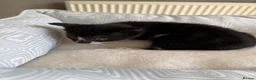 Mixed Breed cats for sale: Beautiful playful kittens for sale - Advert 8