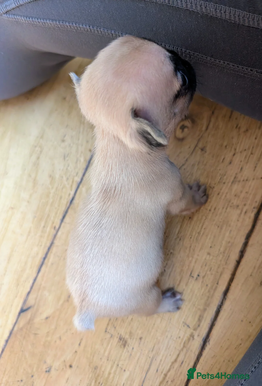 French Bulldog dogs for sale: *last one*Mixed (75%) French Bulldog Frenchie - Advert 12