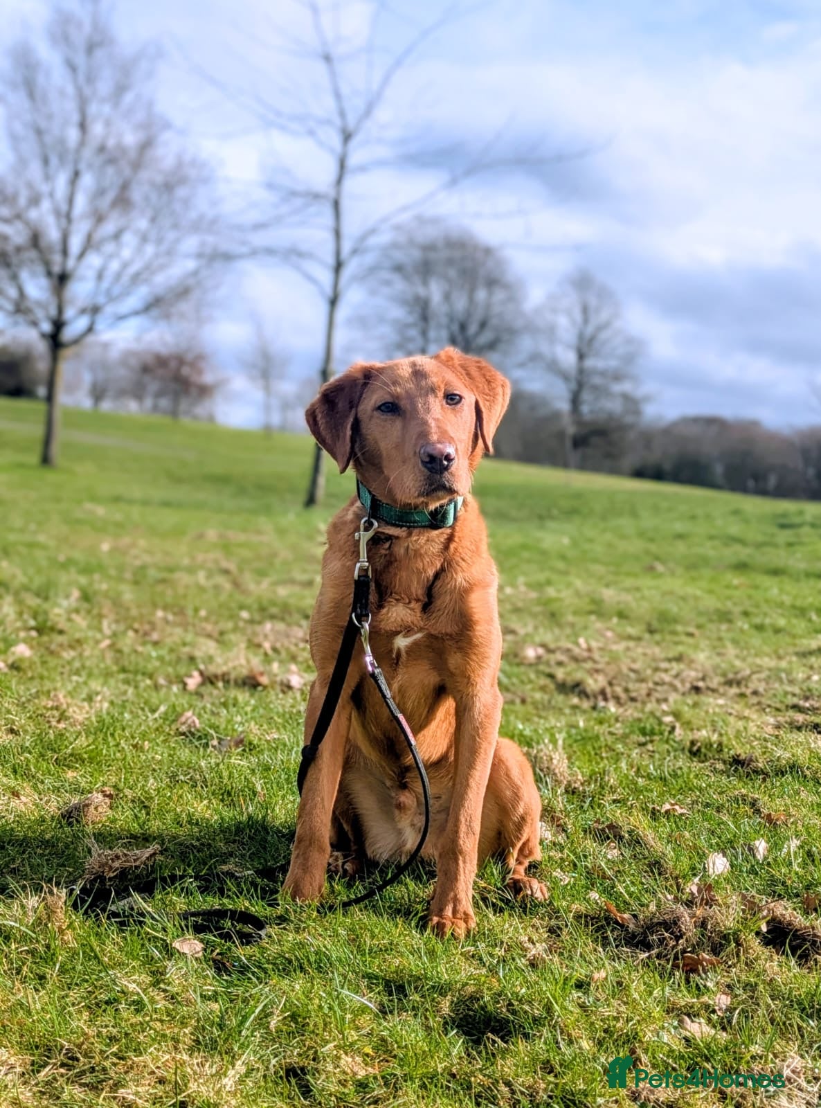 Labrador Retriever dogs Trained Labrador  - Advert 1