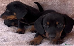 Dachshund dogs for sale: ❤️ Dachshund puppies ❤️ - Image 14