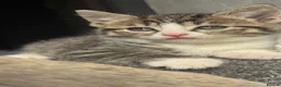 Mixed Breed cats for sale: 3 Beautiful Tabby & White Kittens - Advert 13