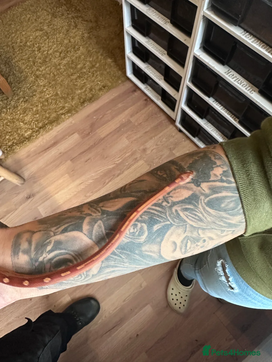 Corn Snake reptiles for sale: Corn snake hatchlings cb25 corn snakes  - Advert 11