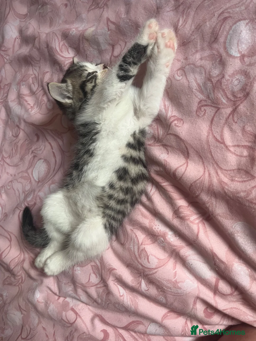 Ragdoll cats for sale: Six ragdoll cross kittens  in Rotherham - Advert 2