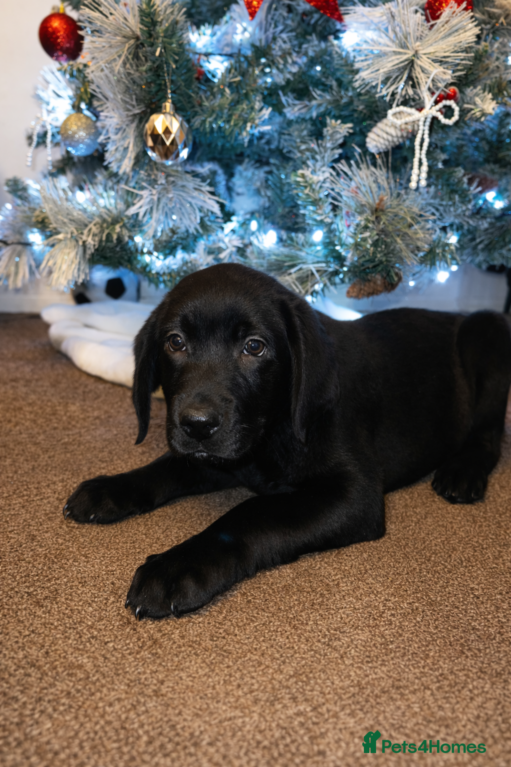 Labrador Retriever dogs Lablador retriever puppy 1 black male left  - Advert 1