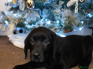 Labrador Retriever dogs Lablador retriever puppy 1 black male left - Advert 1