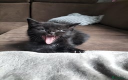 Domestic Shorthair cats for sale: Two beautiful black kittens  - Image 1