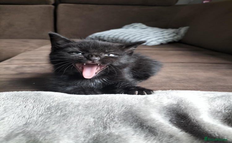 Domestic Shorthair cats - Advert 1