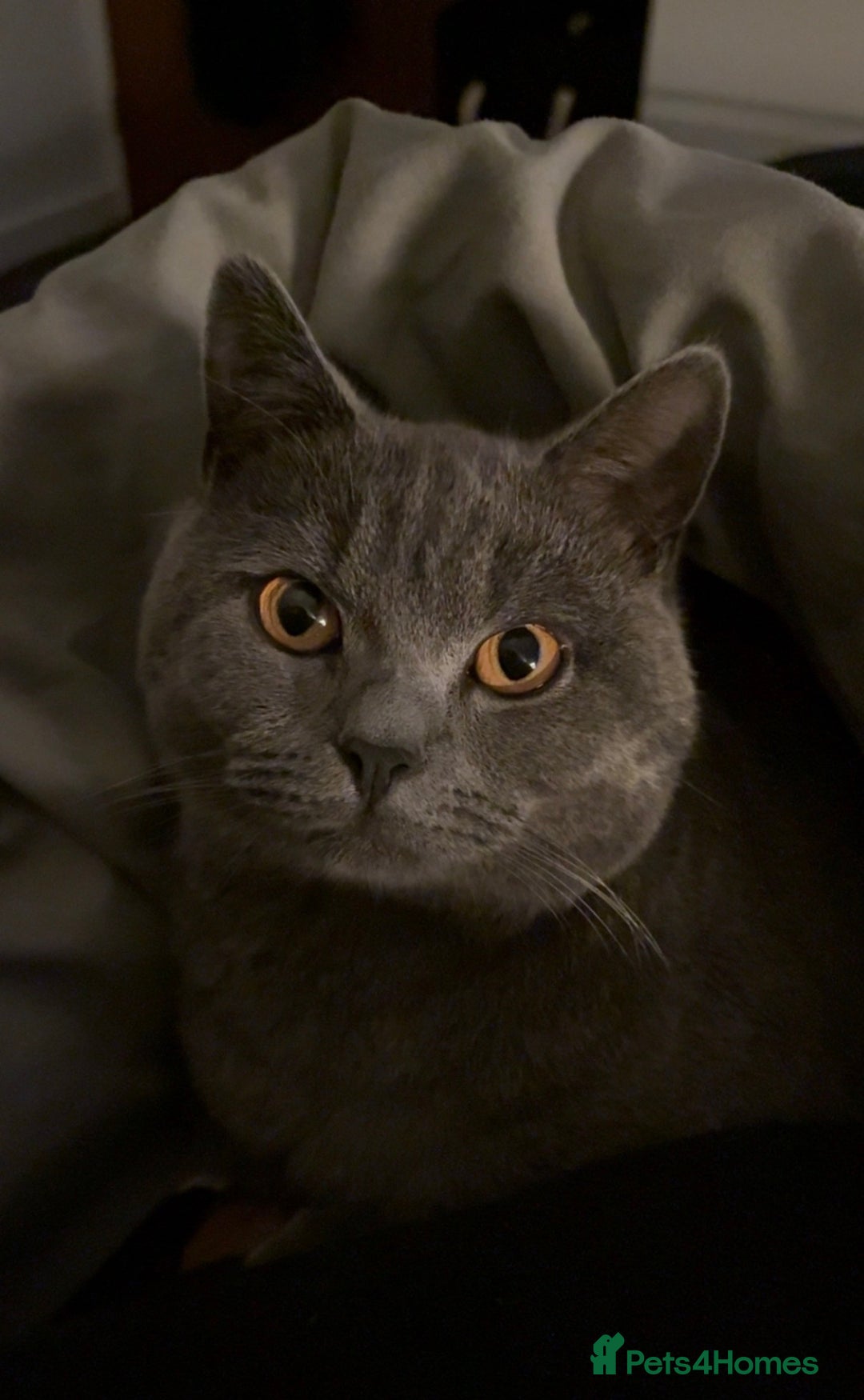 British Shorthair cats for sale: Loki the male BSH  - Advert 4