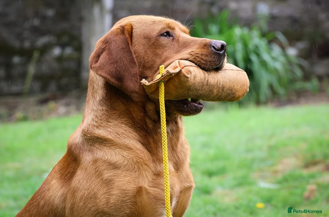 Labrador Retriever dogs for stud: 0/0 Hips & elbows fox red labrador in Leyburn - Advert 9