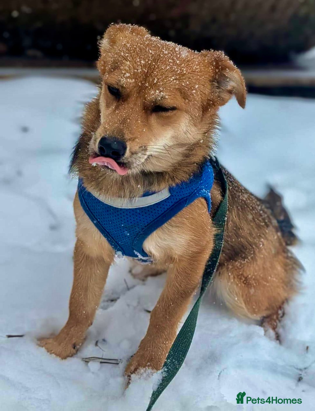 Border Collie dogs for adoption: 🐾 MAYA – Female Border Collie (Very Small) - Advert 3