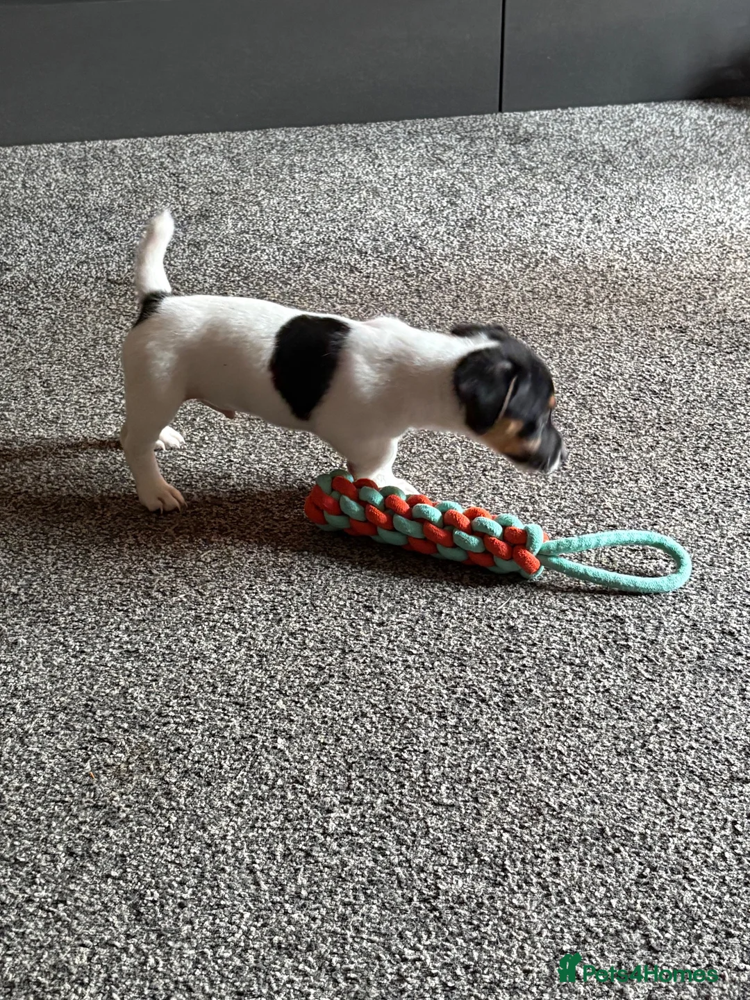 Jack Russell dogs for sale: Miniature Jack Russell  - Advert 10