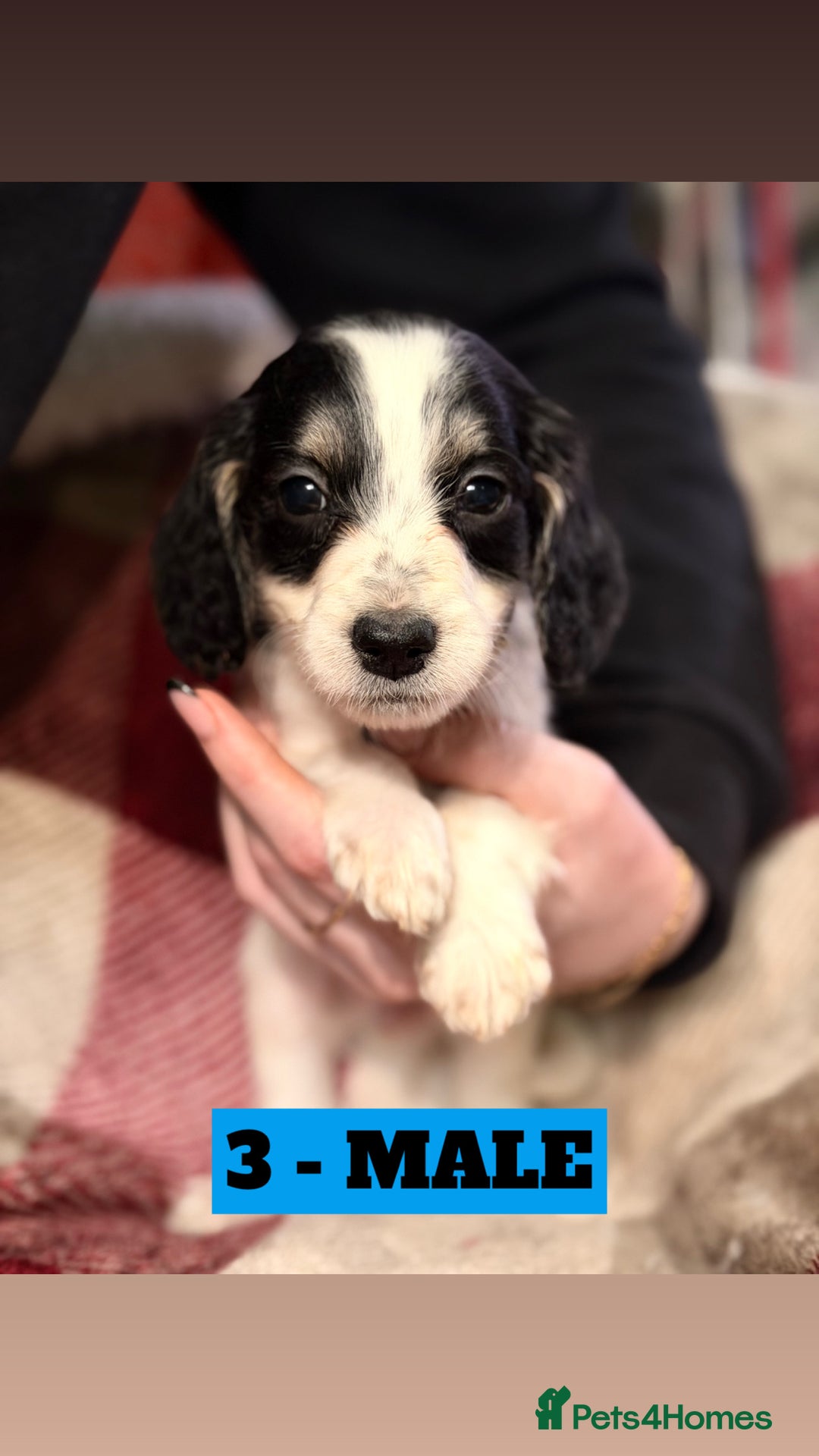 Cockapoo dogs for sale: BEAUTIFUL F2 COCKAPOO PUPPIES - 4 BOYS AND 4 GIRLS - Advert 31