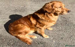 Golden Retriever dogs for sale: Hips elbows DNA perfect. 5 years old this july - Image 1