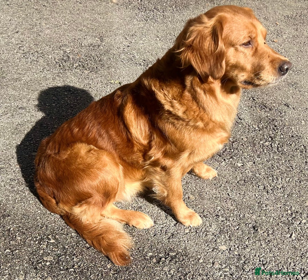 Golden Retriever dogs for sale: Hips elbows DNA perfect. 5 years old this july - Image 1
