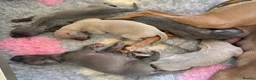 Italian Greyhound dogs for sale: Only one left. KC registered Italian Greyhounds - Advert 4