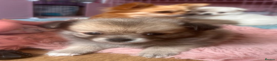 Pomchi Puppy 1 Sable Girl