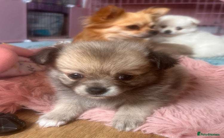 Pomchi dogs - Advert 13