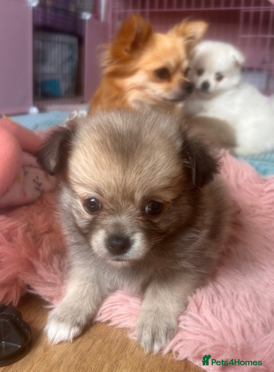Pomchi dogs for sale: Perfect Pomchi Puppies - Image 1