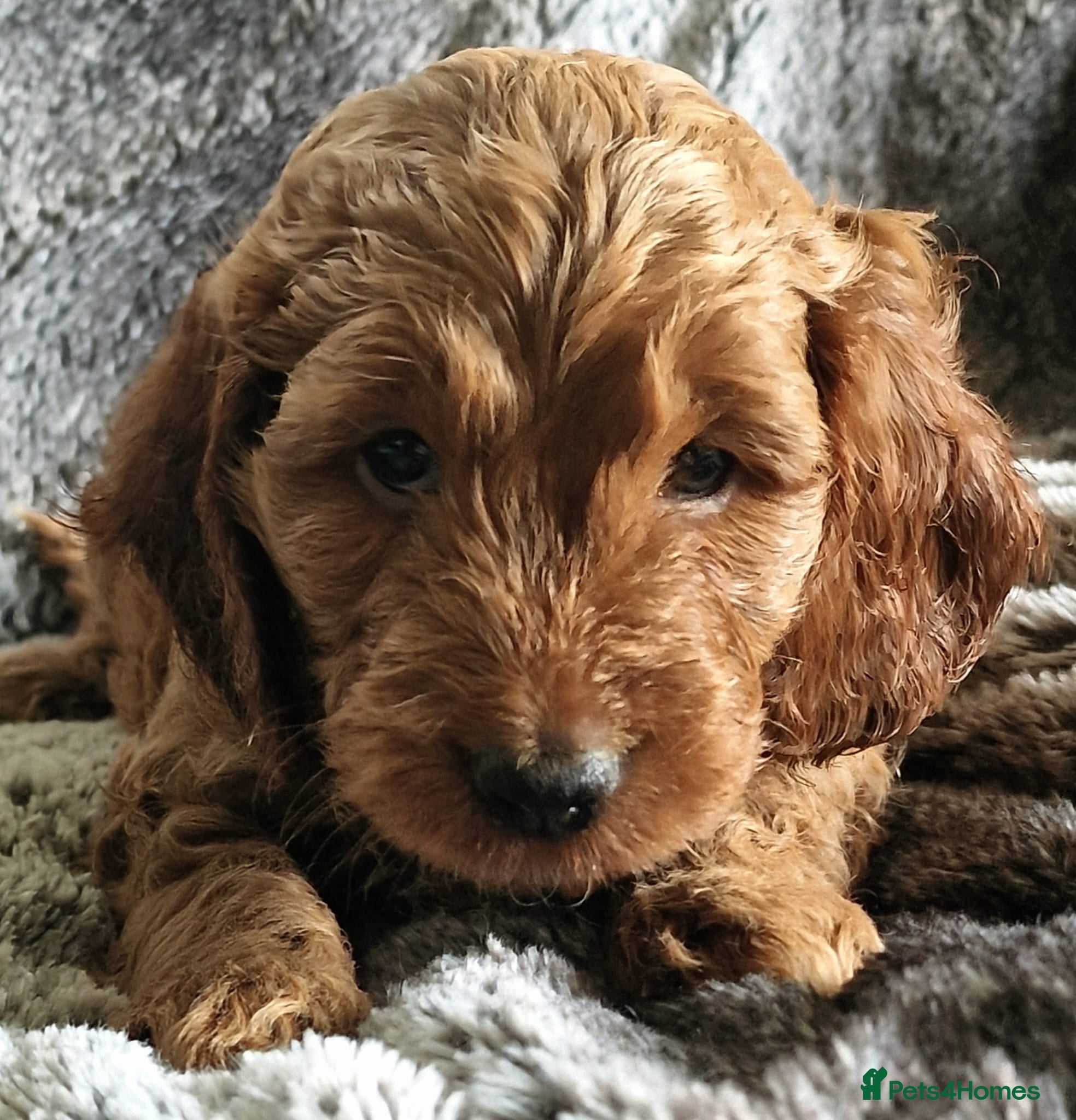 Cockapoo dogs 5* Licensed Breeder Cockapoo puppies F1 - Advert 8