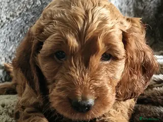 Cockapoo dogs 5* Licensed Breeder Cockapoo puppies F1 - Advert 8