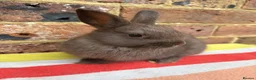 Netherland Dwarf rabbits for sale: Sweet chocolate & Blue Netherland Dwarf bunnies - Advert 10
