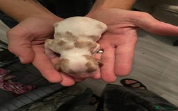 Cavalier King Charles Spaniel dogs for sale: King Charles cavalier puppies - Image 11