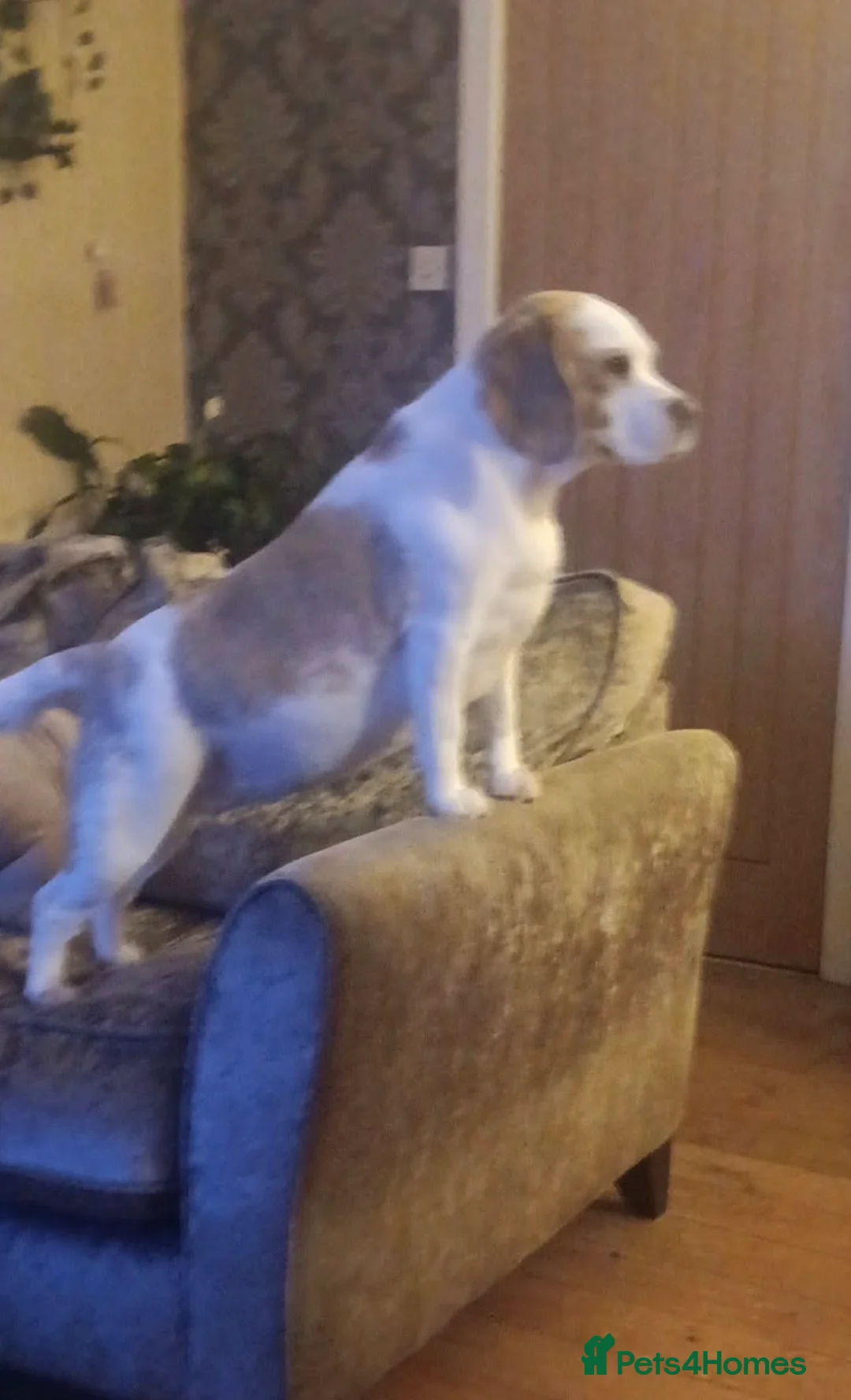 Beagle dogs for sale: Betsy - Advert 2