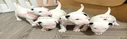 English Bull Terrier dogs for sale: ⭐️Ready Now ⭐️KC Champion EBT Pups ⭐️ - Advert 6