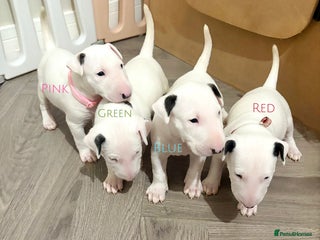 English Bull Terrier dogs KC Registered English Bull Terrier Pups - Advert 7
