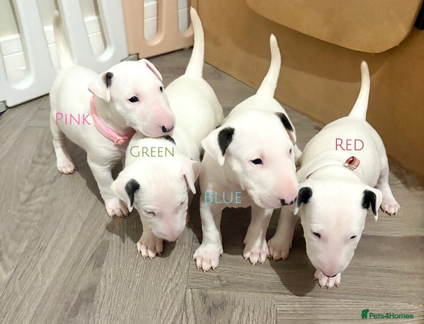 English Bull Terrier dogs - Advert 1