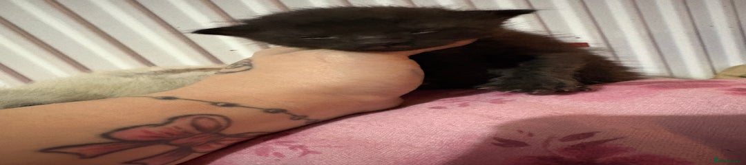 British Longhair Kitten 1