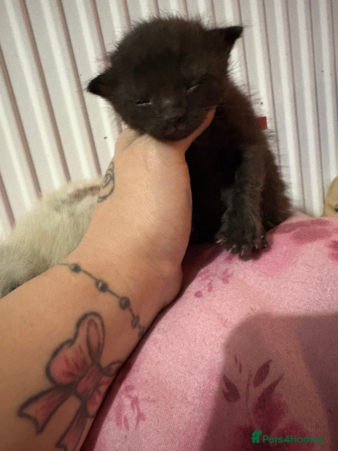 British Longhair cats for sale: Three kittens - Ready  **  week - Advert 7