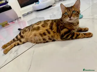Bengal cats STUNNING TICA REGISTERED BENGAL QUEEN NALA 🤎🐆 - Advert 8