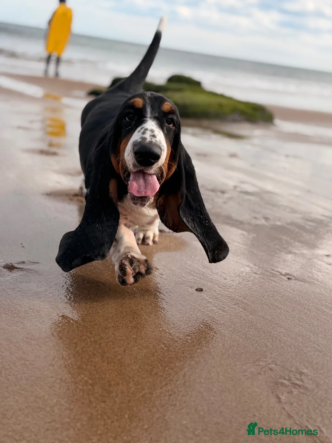 Basset Hound dogs for sale: Female Black Tri Basset Hound puppy  - Advert 2
