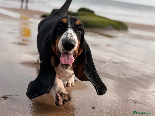 Basset Hound dogs for sale: Female Black Tri Basset Hound puppy - Advert 2
