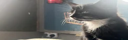 Domestic Shorthair cats for sale: Kitten - Advert 3