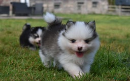 Pomsky dogs for sale: Genuine Toy Size Pomskies - Image 21