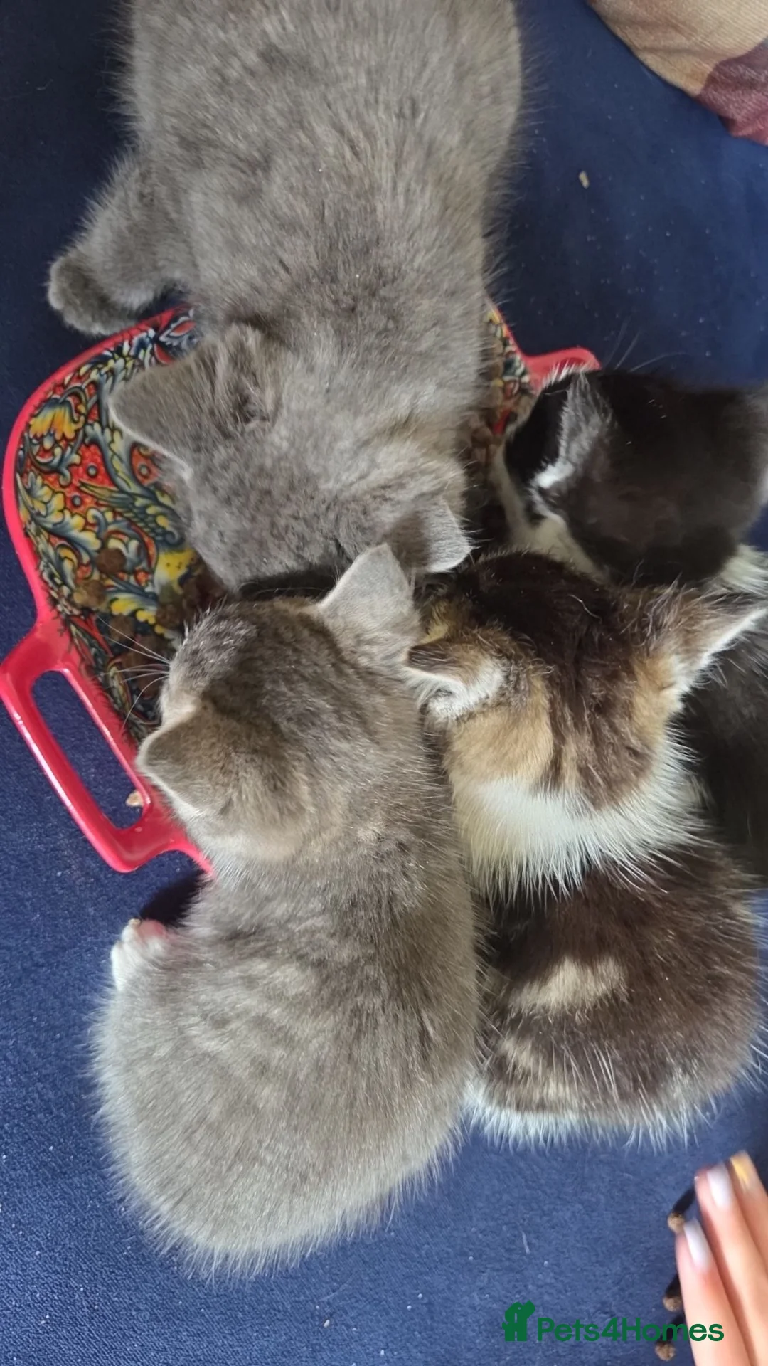 Mixed Breed cats for sale: Male kitten for sale - Advert 7