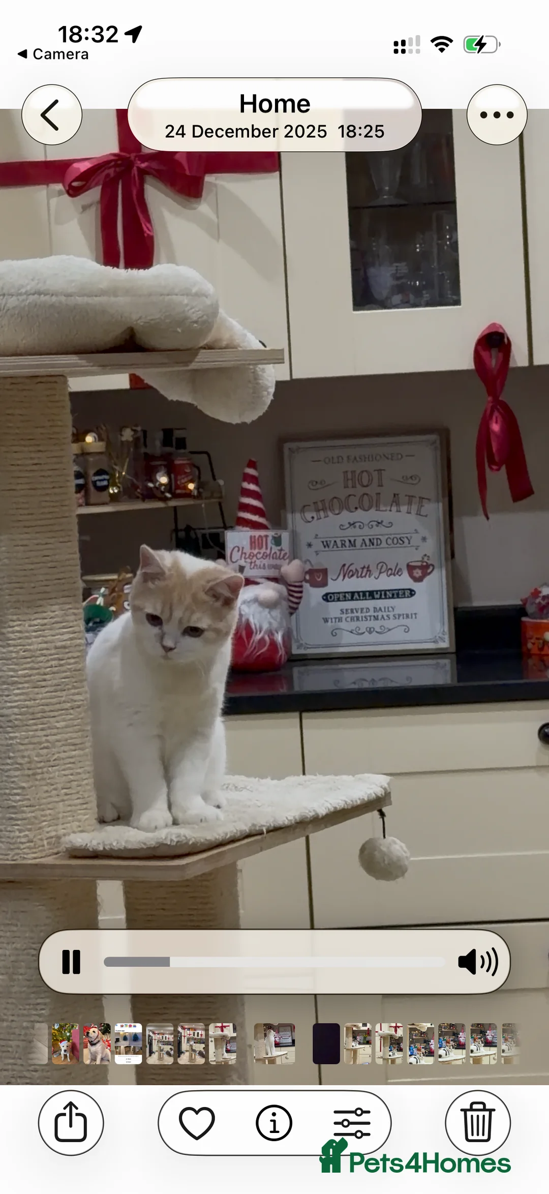 British Shorthair cats for sale: Full Pedigree Registered BSH - Advert 6