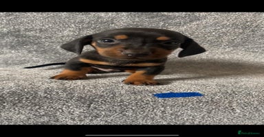 Dachshund dogs - Advert 14