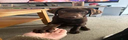 Labrador Retriever dogs for sale: Chocolate labrador puppy 🍫🐾  - Advert 5