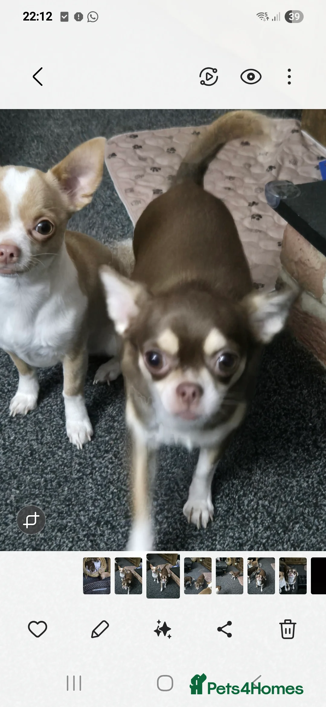 Chihuahua dogs for sale: Chihuahuas  - Advert 1