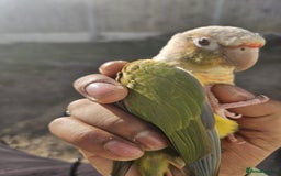 Conures birds for sale: Tame Male & Female Pineapple Conures - Image 17