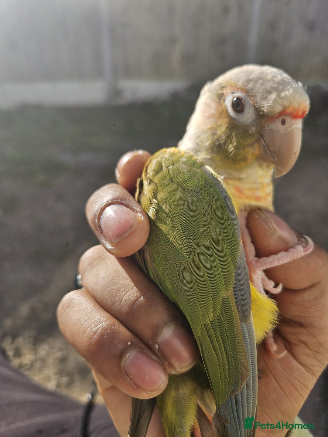 Conures birds for sale: Tame Male & Female Pineapple Conures - Image 17